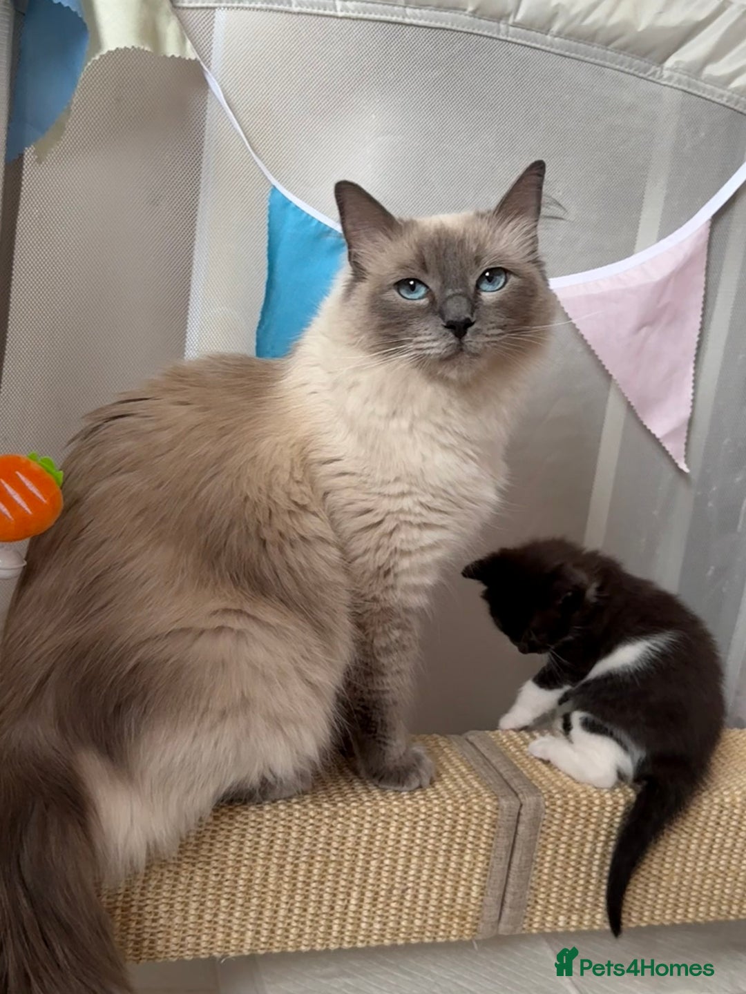 Ragdoll cats for sale: 2 kittens available 1 female, 1 male  - Image 15