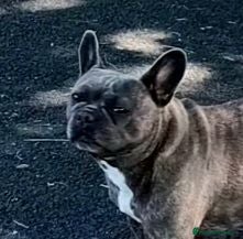 French Bulldog dogs French bulldog 2yr old female - Advert 2