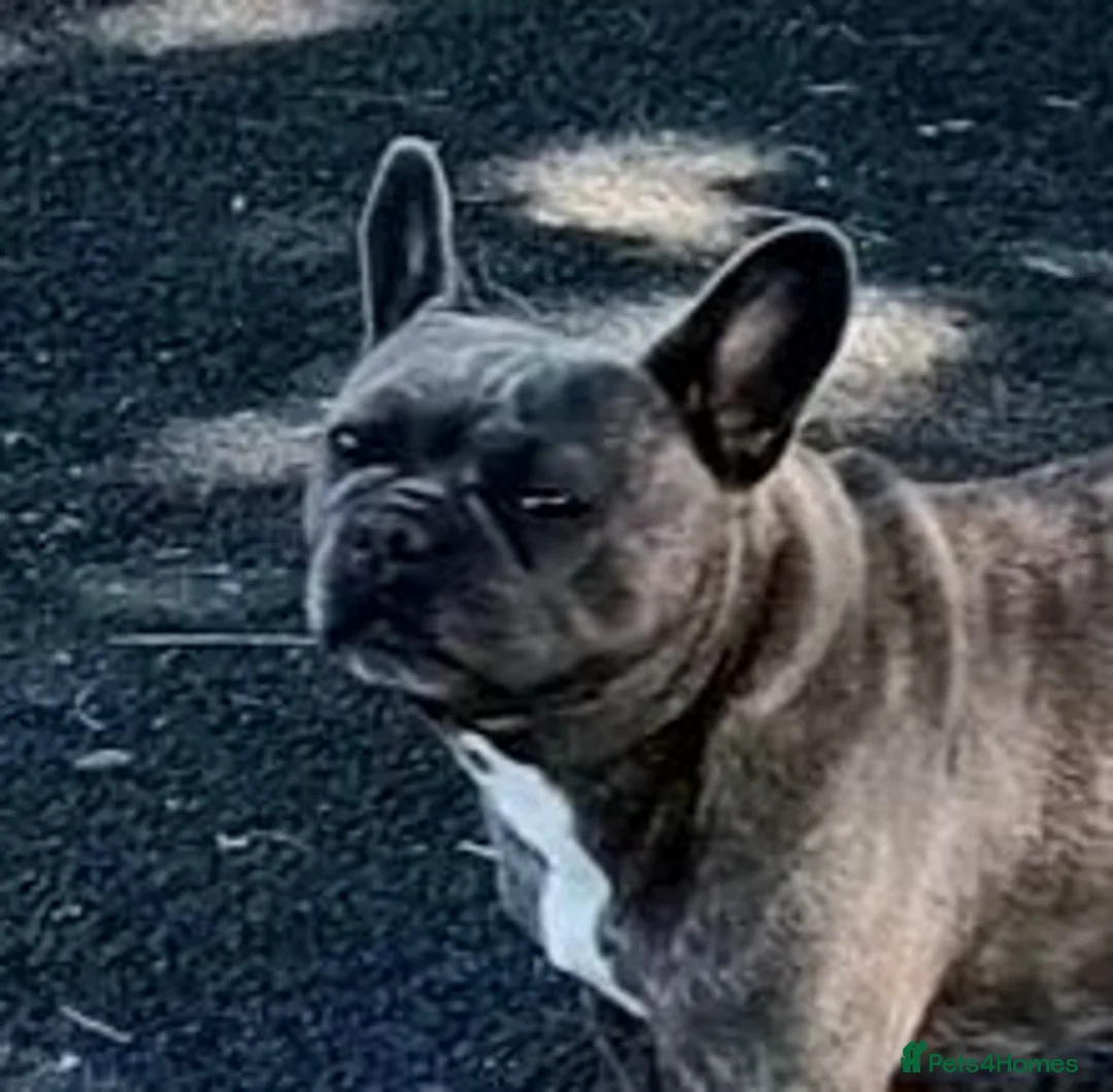 French Bulldog dogs for sale: French bulldog 2yr old female - Advert 1