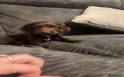 Cocker Spaniel dogs for sale: Cocker Spaniel Puppy’s  - Image 11