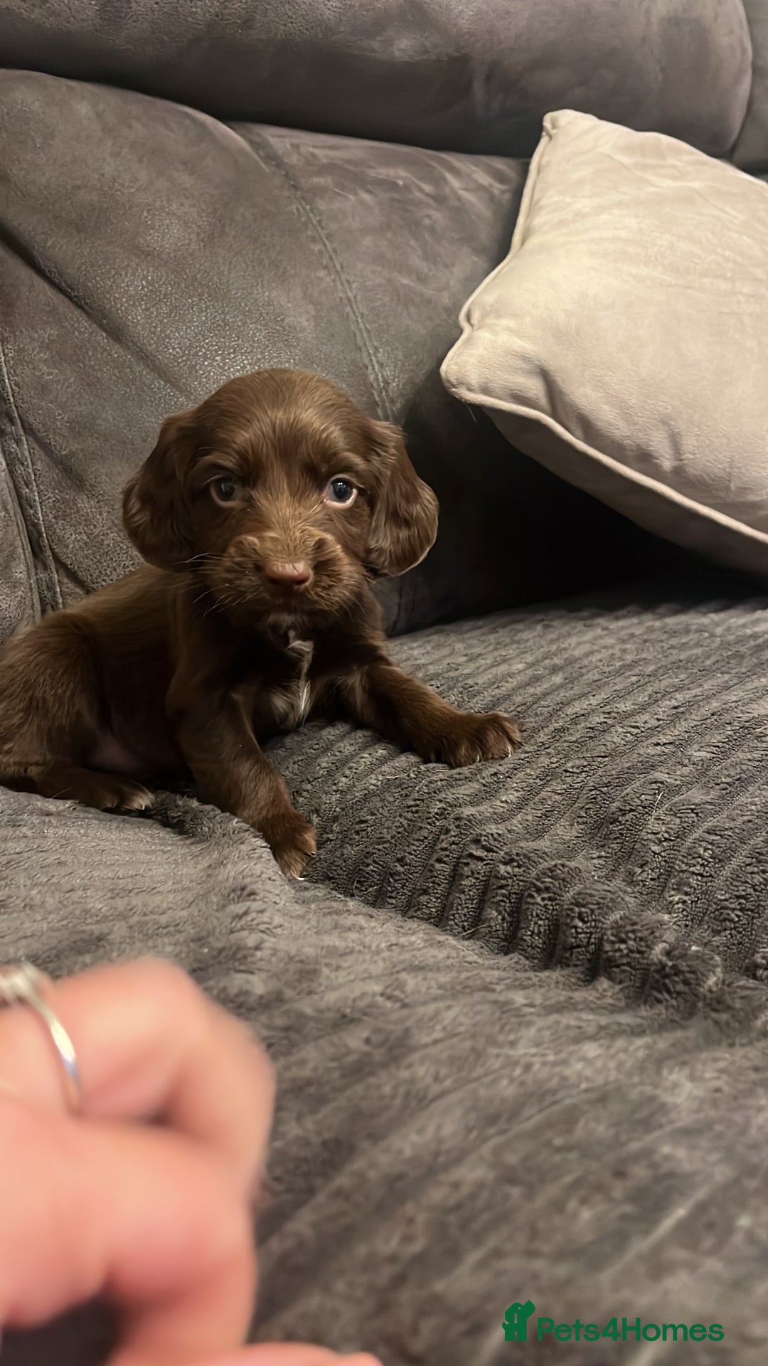 Cocker Spaniel dogs for sale: Cocker Spaniel Puppy’s  - Image 11