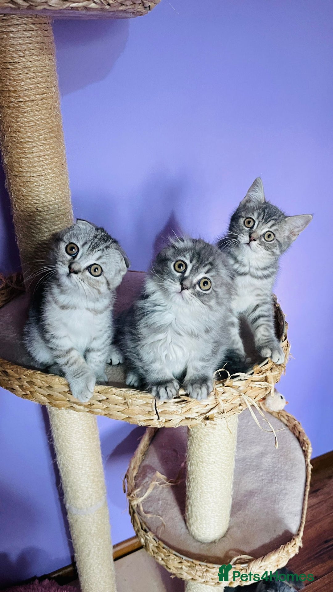 Scottish Fold cats for sale: Beautiful litter looking for new homes ❤️❤️ - Advert 14