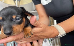 Dachshund dogs for sale: 5 beautiful miniature Dachshund puppies - Image 5