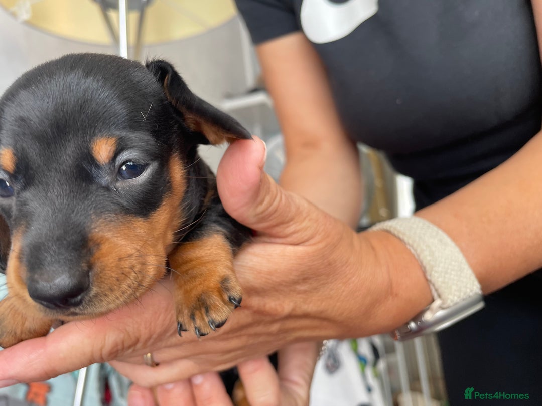 Dachshund dogs for sale: 5 beautiful miniature Dachshund puppies - Image 5