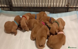 Labrador Retriever dogs for sale: KC REG FOX RED LABRADOR PUPPIES - Advert 2