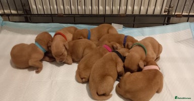 Labrador Retriever dogs KC REG FOX RED LABRADOR PUPPIES - Advert 10