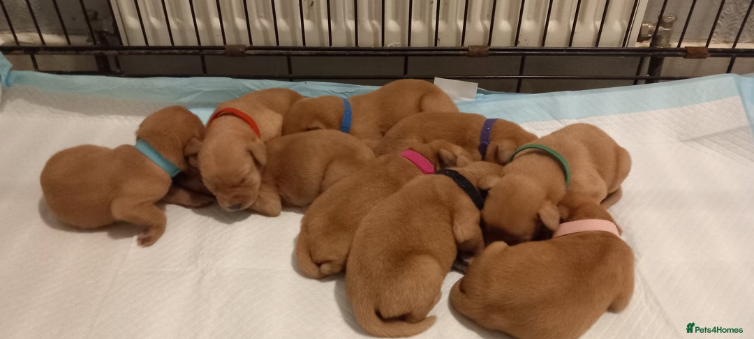 Labrador Retriever dogs for sale: KC REG FOX RED LABRADOR PUPPIES - Advert 2