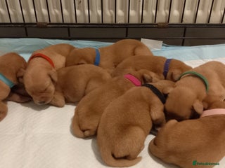 Labrador Retriever dogs KC REG FOX RED LABRADOR PUPPIES - Advert 1