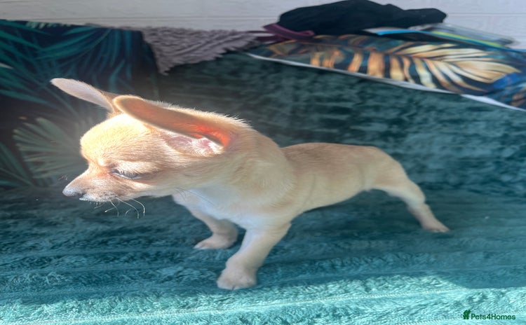 Chihuahua dogs - Advert 2