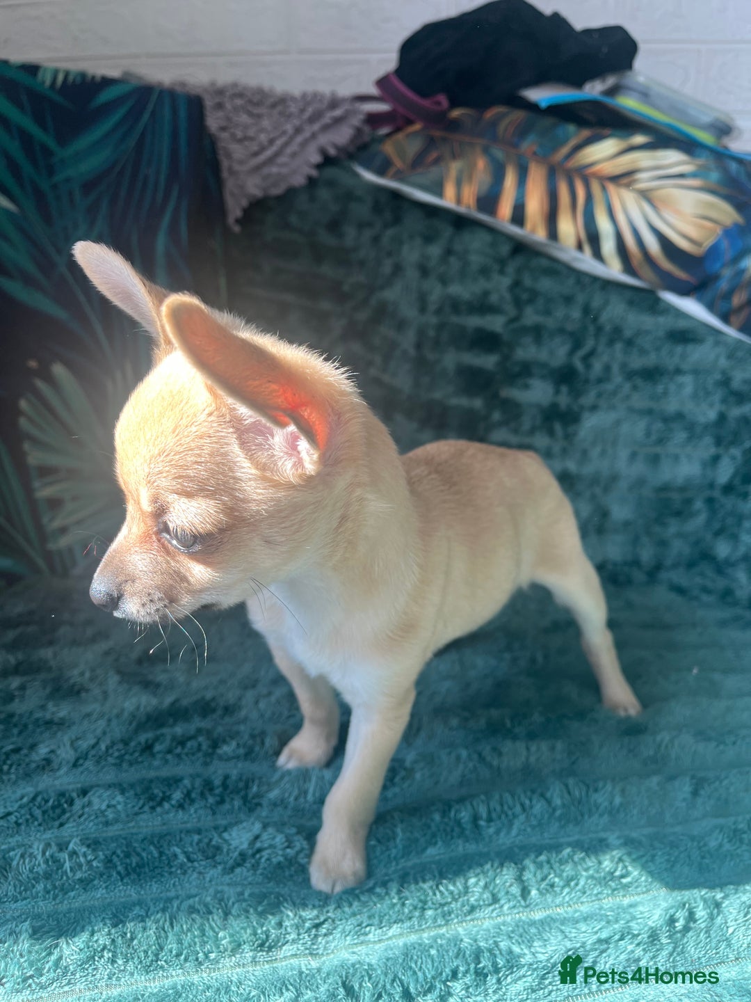 Chihuahua dogs for sale: Stunning chihuahua puppies  - Image 1