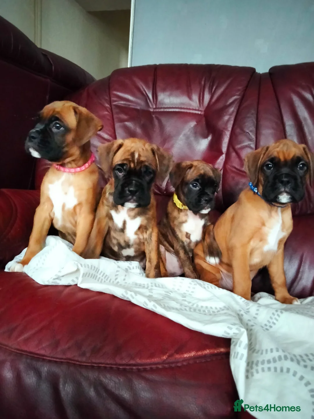 Boxer dogs for sale: Gorgeous Boxer Puppies Available... - Advert 9