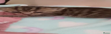 Kitten 1 