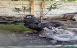 Chickens poultry for sale: 2 silkie 1 female 1 cock - Image 2