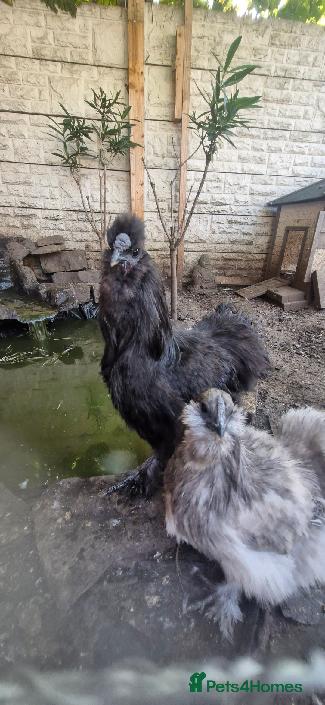 Chickens poultry for sale: 2 silkie 1 female 1 cock - Image 2