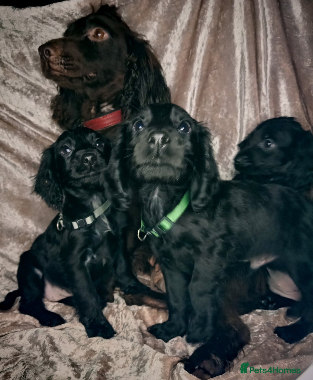 Cocker Spaniel dogs for sale: 3 beautiful cocker spaniel puppies ready now  - Image 6