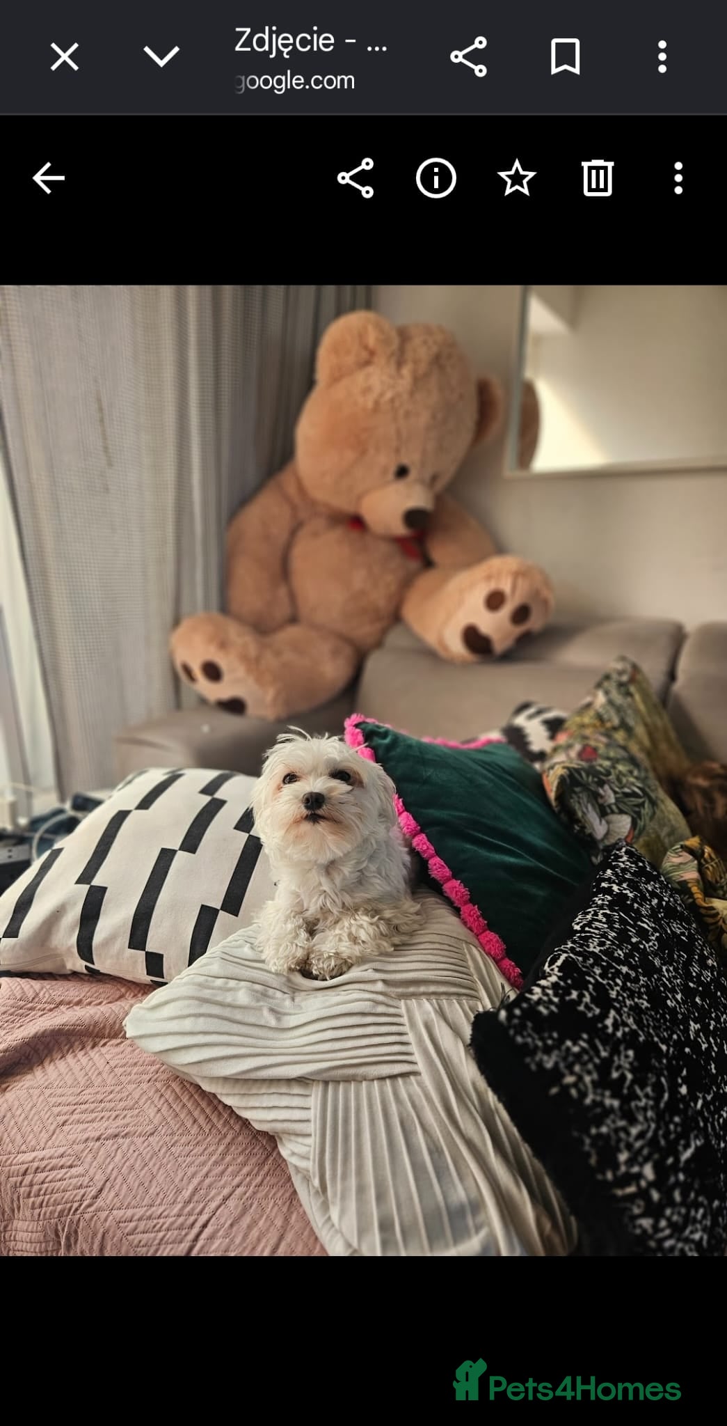 Maltipoo dogs for sale: Cute Small Maltipoos F1  - Advert 2