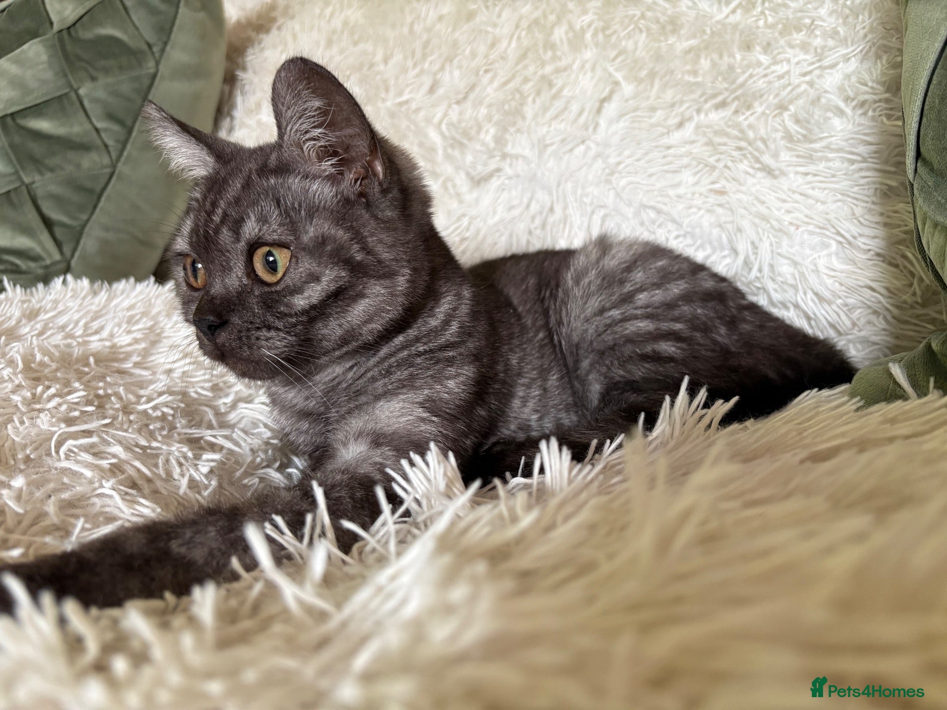 British Shorthair cats British shorthair kitten - Advert 12