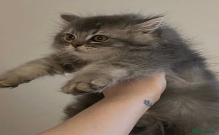 British Longhair cats - Advert 1