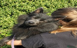 German Spitz dogs for sale: Friendly Freddie Looking For Loving Home - Image 1