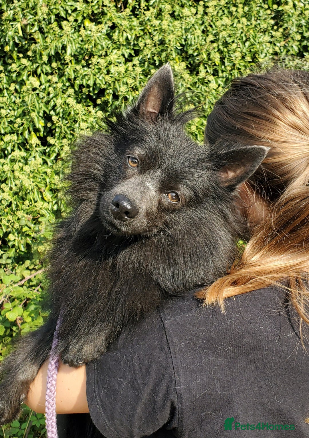 German Spitz dogs for sale: Friendly Freddie Looking For Loving Home - Image 1