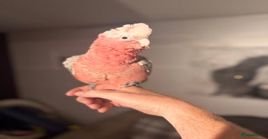 Cockatoo birds - Advert 2