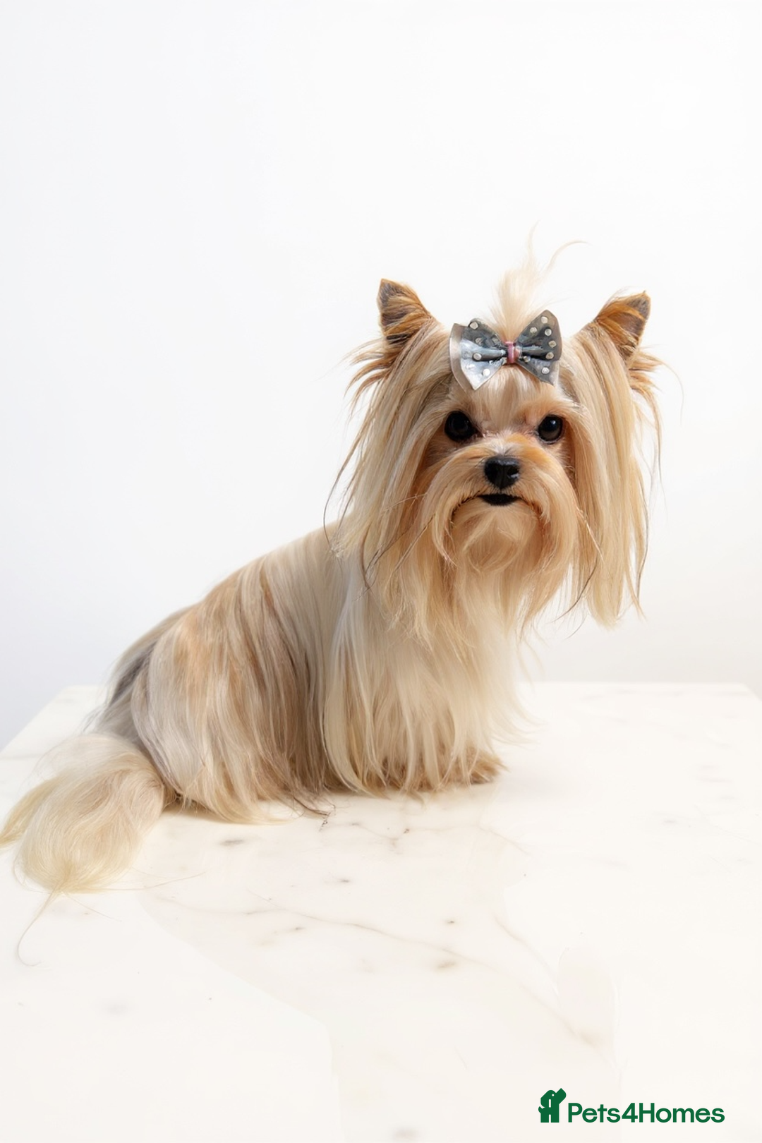Biewer Terrier dogs for sale: BIEWER YORKIE PUPPIES 4 Available Licensed Breeder - Advert 15