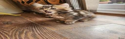 Maine Coon cats for sale: REDUCED due to buyer let down   Ginger girl  - Advert 29