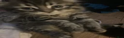 Mixed Breed cats for sale: Kittens - Advert 4
