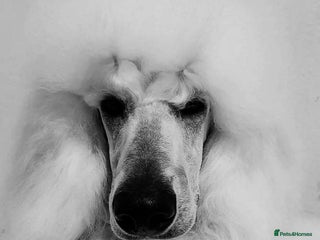 Standard Poodle dogs in Ayr - Advert 11