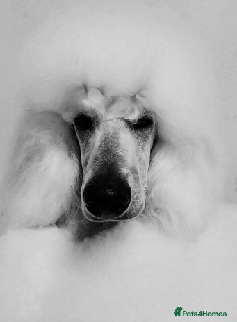 Standard Poodle dogs Standard Poodle Stud Dog - Int. champion bloodline in Ayr - Advert 1