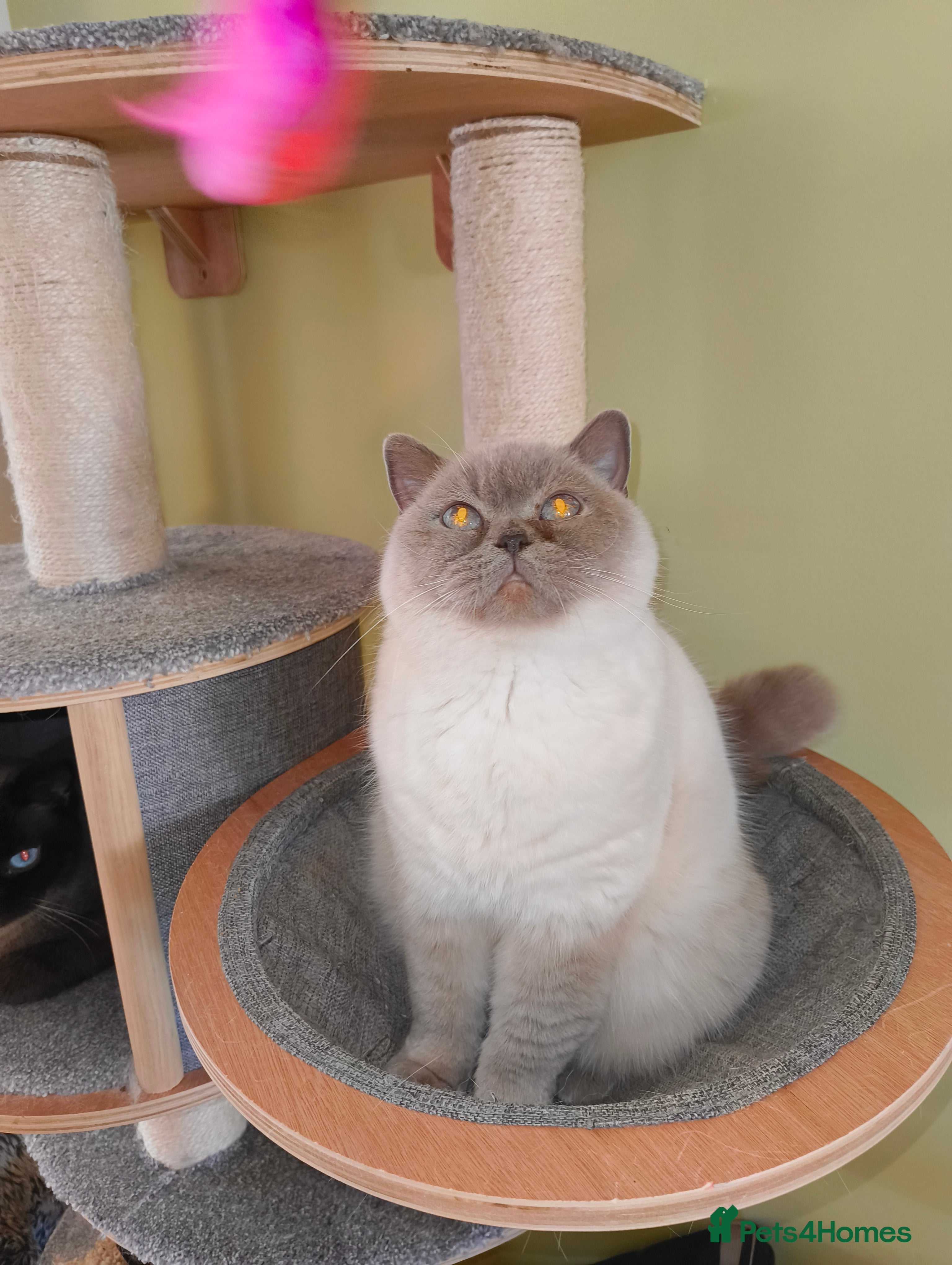 British Shorthair cats Lilac colourpoint  - Advert 2