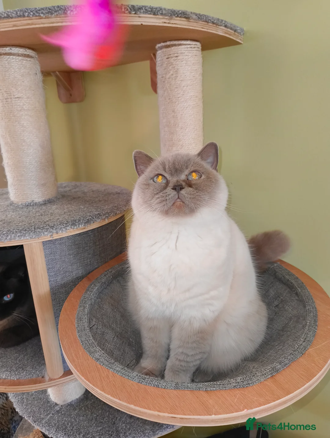 British Shorthair cats for sale: Lilac colourpoint  - Advert 2