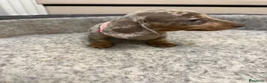 Miniature Dachshund 2