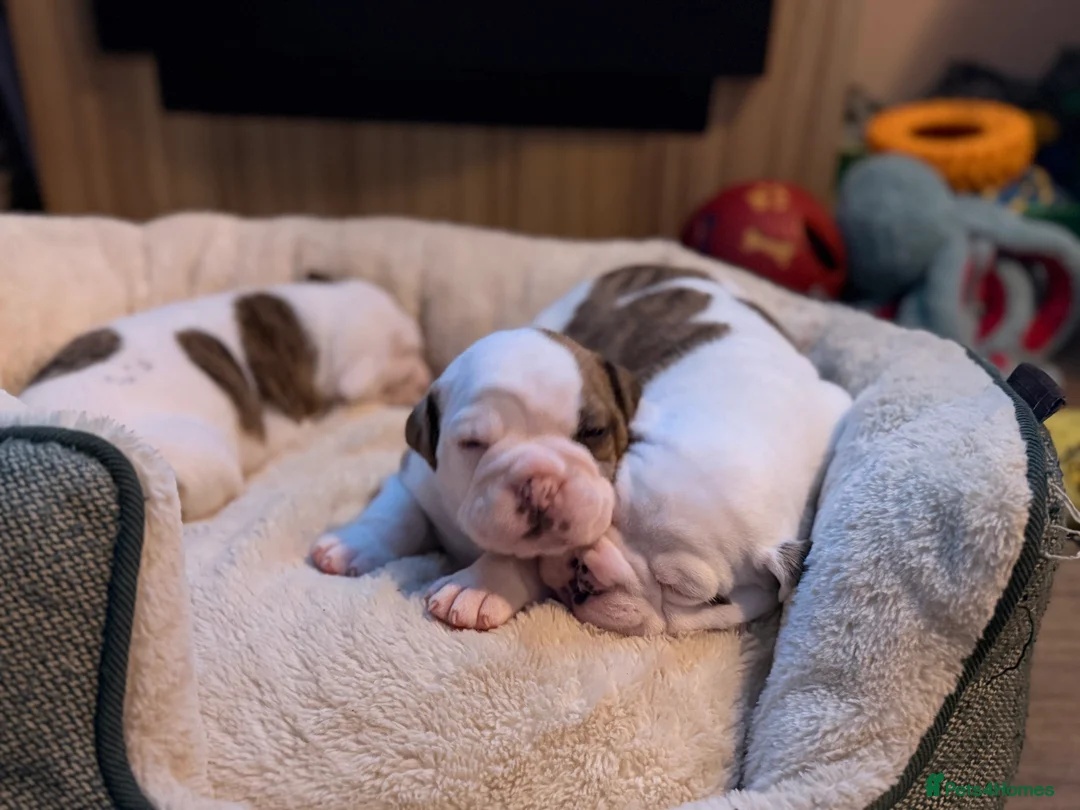 English Bulldog dogs for sale: Bulldogs  in Sandown - Advert 10