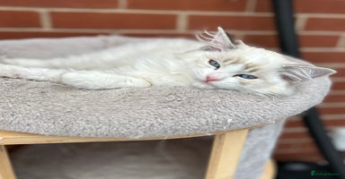 Ragdoll cats - Advert 2