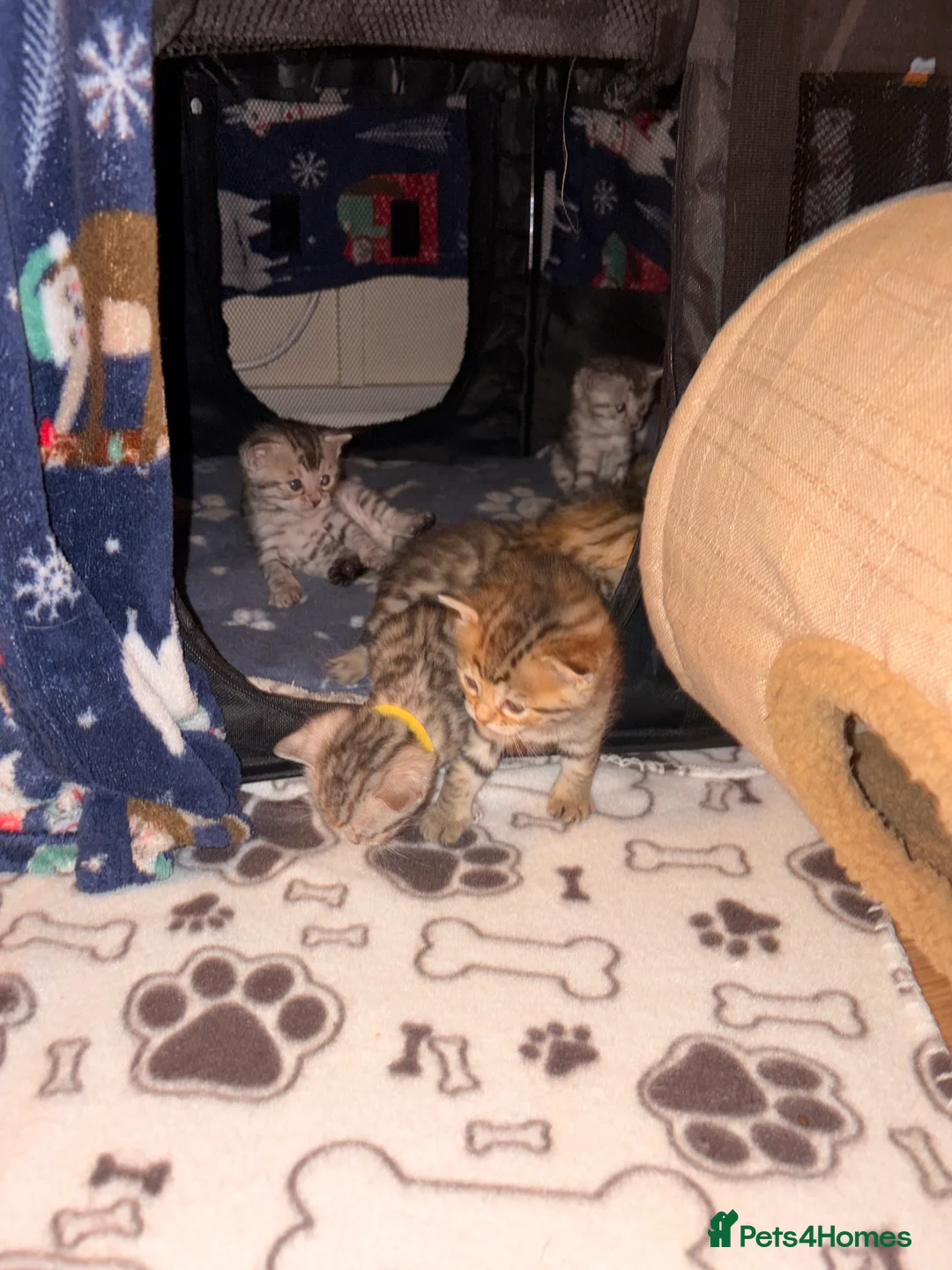 Bengal cats for sale: Bengal kittens - Advert 17