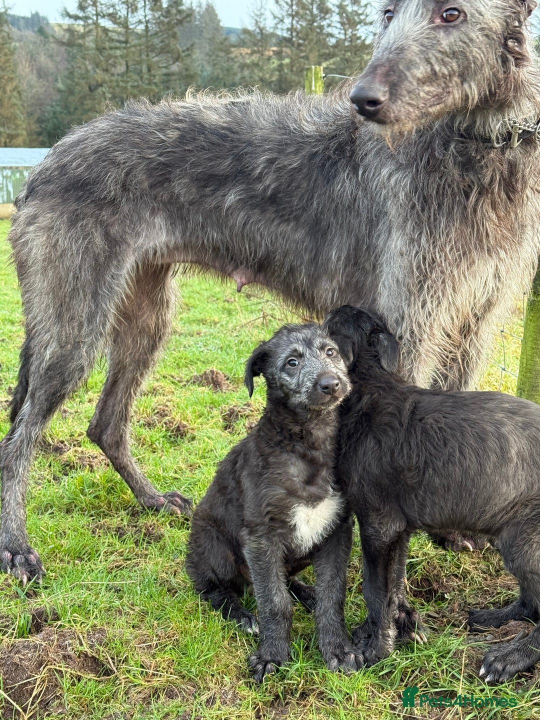 Deerhound dogs for sale: Scottish Deerhound pups - Advert 3