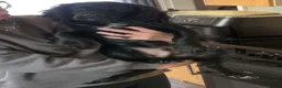 Cocker Spaniel dogs for sale: Puppy cocker - Advert 5