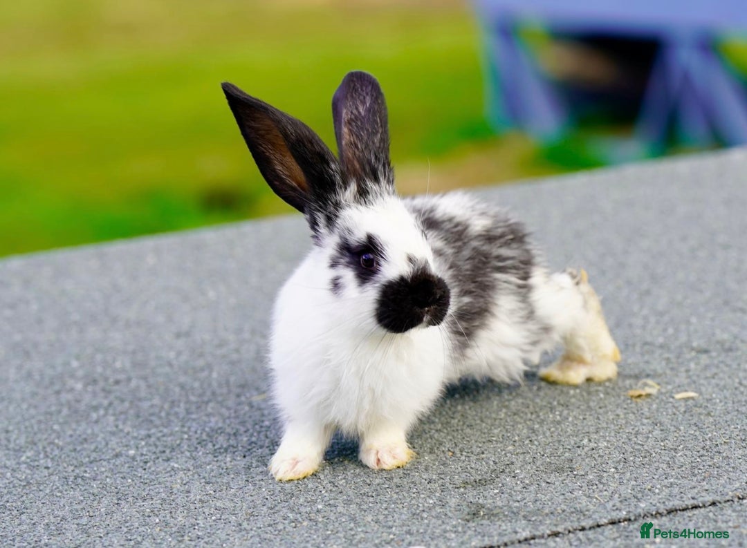 Continental Giant rabbits for sale: Continental Giants  - Image 6