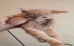 Mixed Breed cats for sale: 8 beautiful kittens ready for 1/09/2025 - Image 10