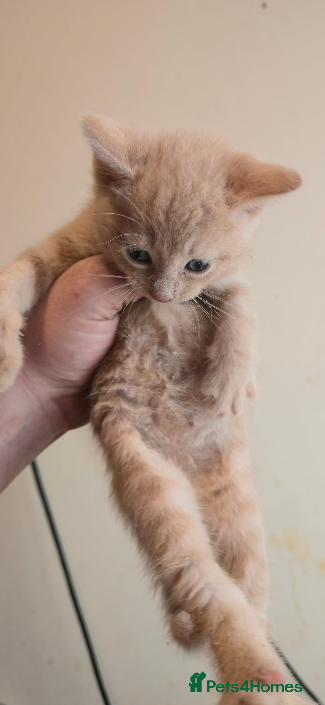 Mixed Breed cats for sale: 8 beautiful kittens ready for 1/09/2025 - Image 10