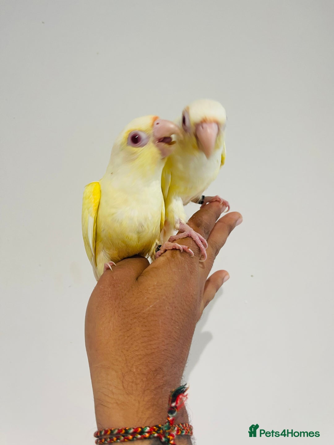 Conures birds for sale: Hand reared conures for sale - Image 2
