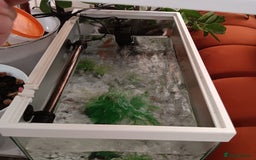 Other/Mixed Breed fish for sale: Fish with Filter and Tank - Image 3