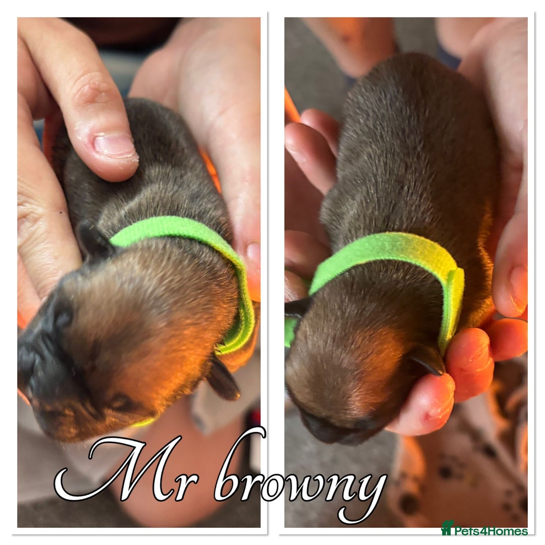 French Bulldog dogs for sale: French Bulldog Puppies in Altrincham - Image 10