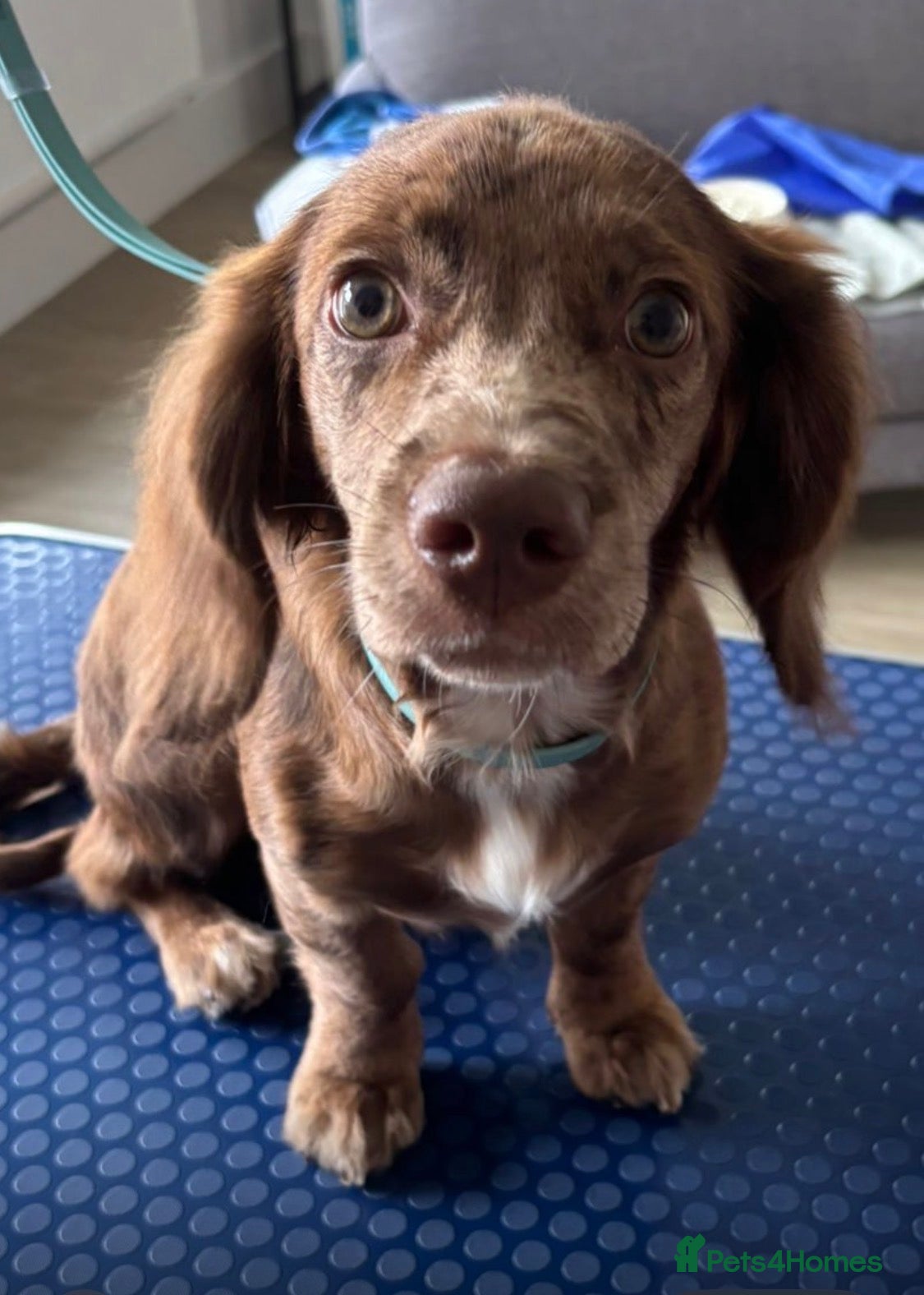 Mixed Breed dogs Docker puppy for sales  - Advert 1