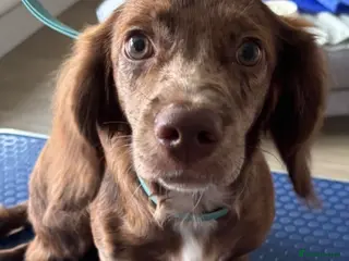 Mixed Breed dogs Docker puppy for sales - Advert 1