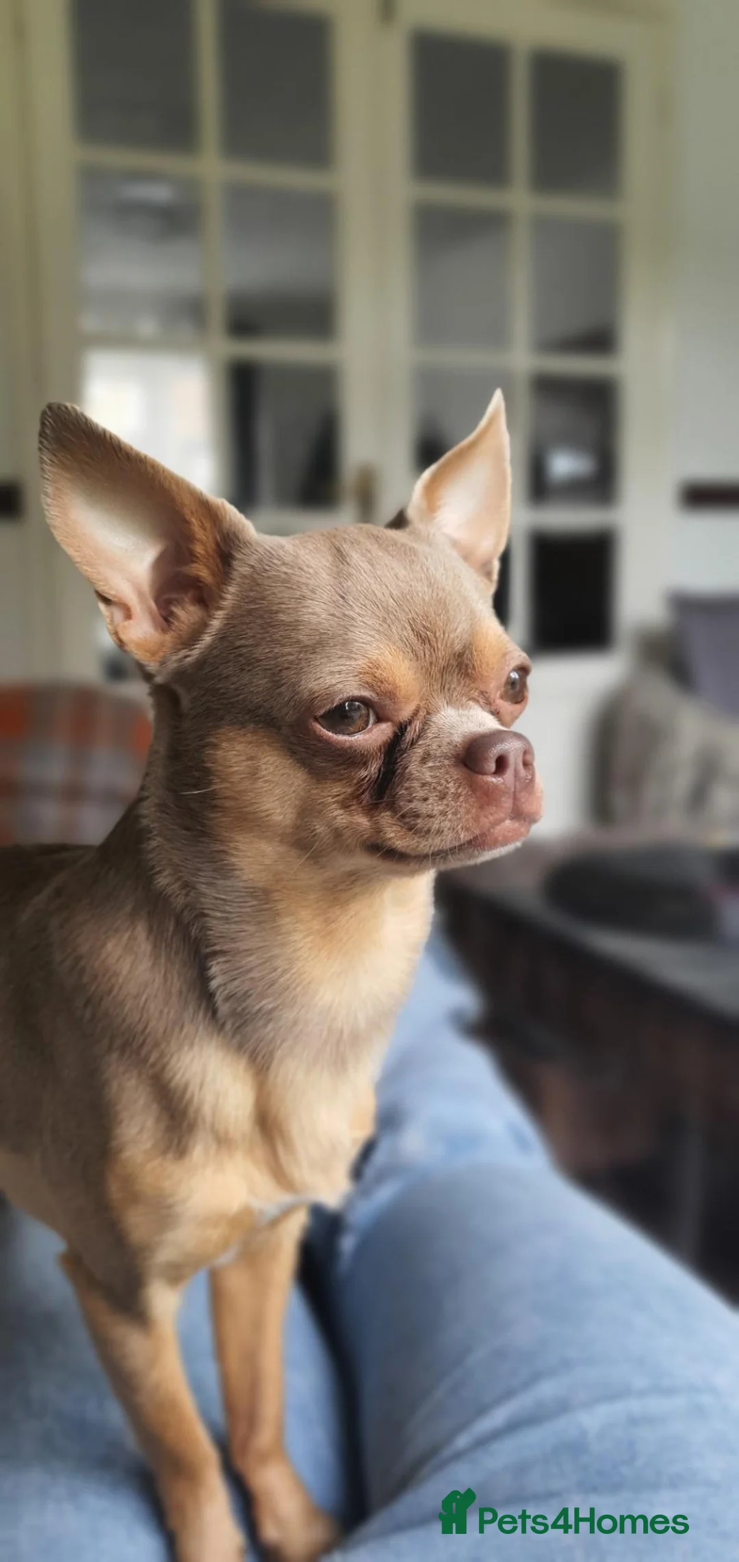 Chihuahua dogs for stud: Chihuahua for stud in Nuneaton - Advert 3