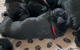 Labrador Retriever dogs for sale: KC registered black Labrador puppies - Image 3