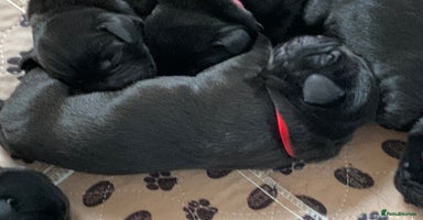Labrador Retriever dogs - Advert 9