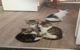 Mixed Breed cats for sale: Kittens for sale  - Image 18